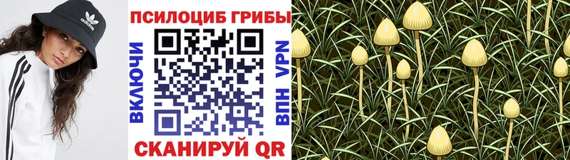 Галлюциногенные грибы Psilocybe  Катав-Ивановск 